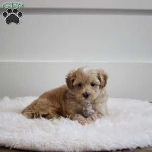 Lance, Maltipoo Puppy