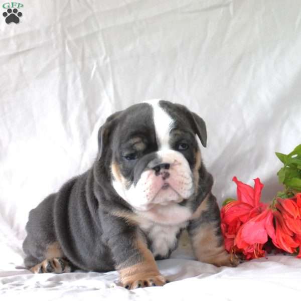 Paul, English Bulldog Puppy