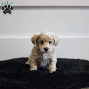 Lyle, Maltipoo Puppy
