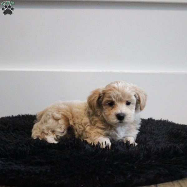 Lyle, Maltipoo Puppy