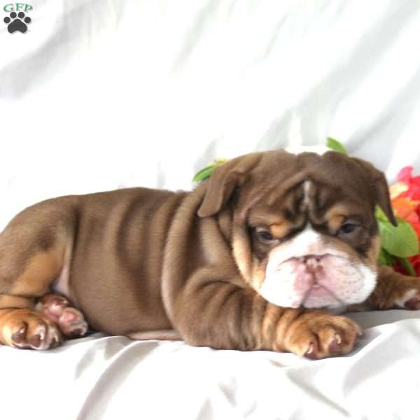 Peter, English Bulldog Puppy