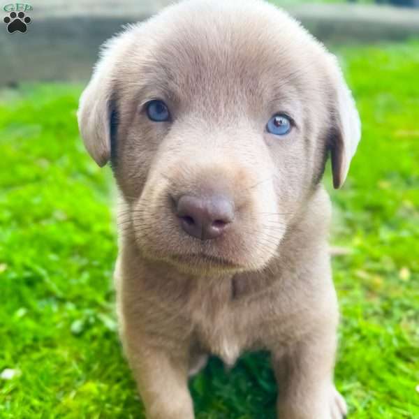 Navy, Silver Labrador Retriever Puppy
