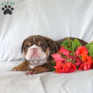 Peter, English Bulldog Puppy