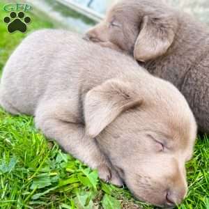 Navy, Silver Labrador Retriever Puppy