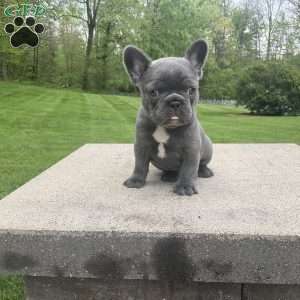 Grace, French Bulldog Puppy