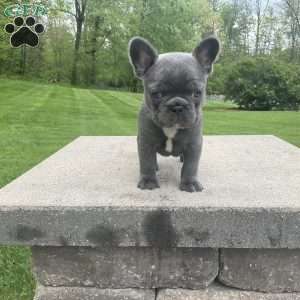 Grace, French Bulldog Puppy
