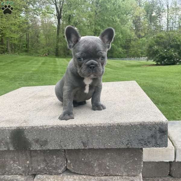 Grace, French Bulldog Puppy