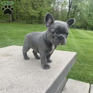 Grace, French Bulldog Puppy