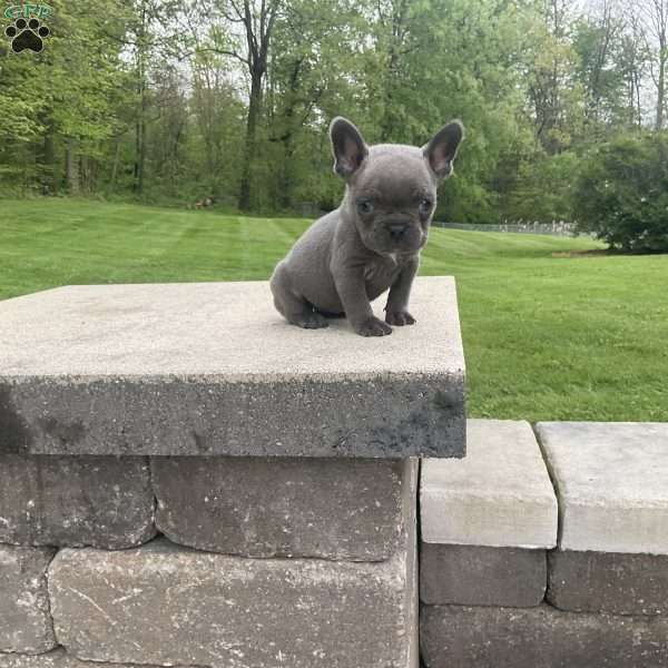 Norah, French Bulldog Puppy