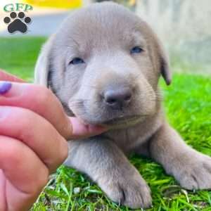 Navy, Silver Labrador Retriever Puppy