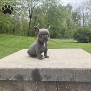 Norah, French Bulldog Puppy
