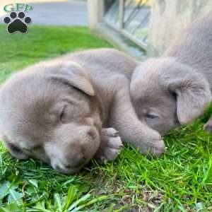 Navy, Silver Labrador Retriever Puppy