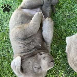Navy, Silver Labrador Retriever Puppy