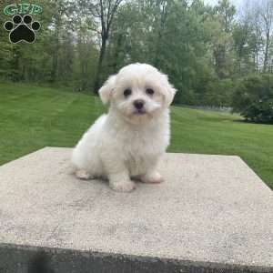 Summer, Havanese Puppy