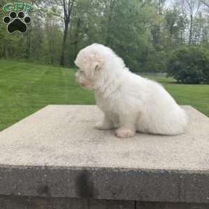 Summer, Havanese Puppy