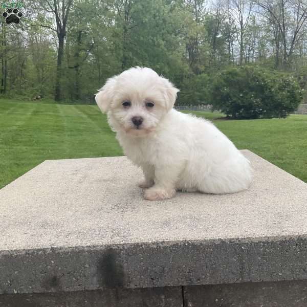Summer, Havanese Puppy