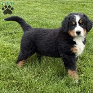 Ollie, Bernese Mountain Dog Puppy