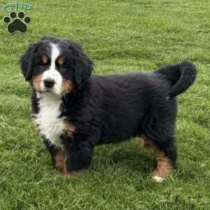 Ollie, Bernese Mountain Dog Puppy
