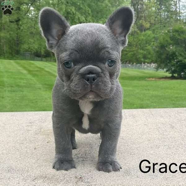 Grace, French Bulldog Puppy