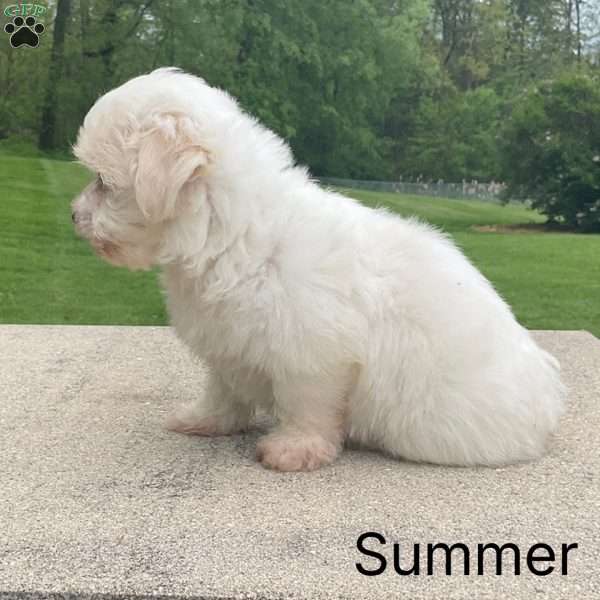 Summer, Havanese Puppy