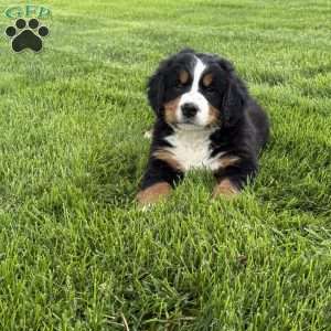 Ollie, Bernese Mountain Dog Puppy