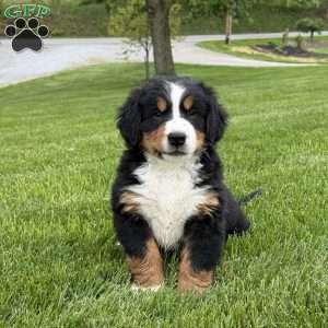 Ollie, Bernese Mountain Dog Puppy