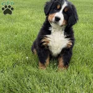 Ollie, Bernese Mountain Dog Puppy