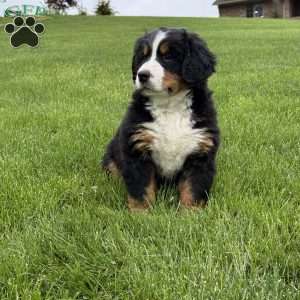 Ollie, Bernese Mountain Dog Puppy