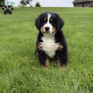 Ollie, Bernese Mountain Dog Puppy