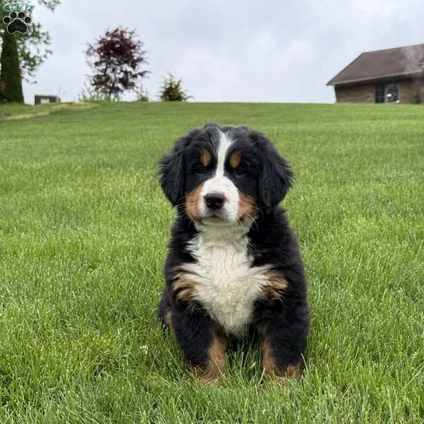 Ollie, Bernese Mountain Dog Puppy