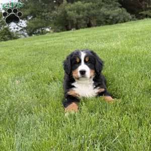 Ollie, Bernese Mountain Dog Puppy