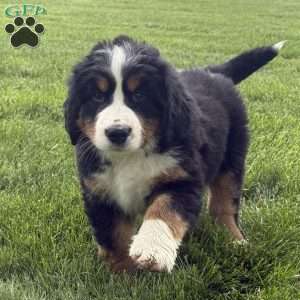 Sasha, Bernese Mountain Dog Puppy