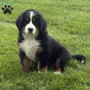 Sasha, Bernese Mountain Dog Puppy