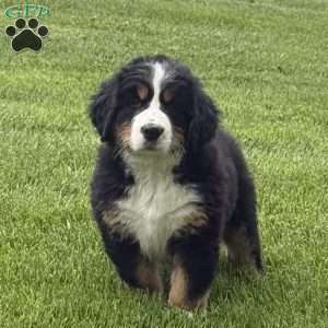 Sasha, Bernese Mountain Dog Puppy