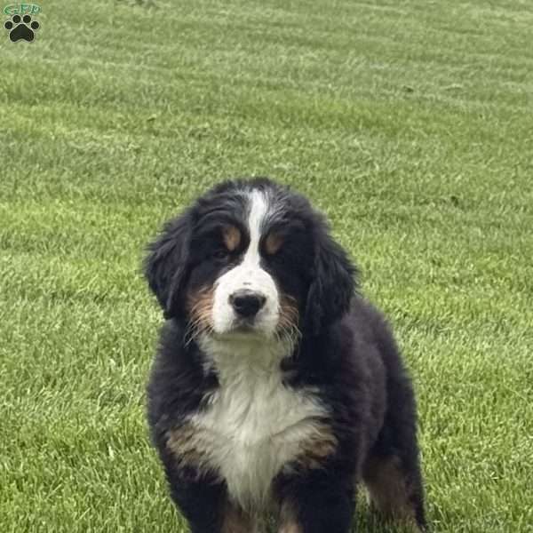Sasha, Bernese Mountain Dog Puppy