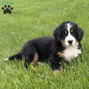 Sasha, Bernese Mountain Dog Puppy