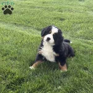Tulip, Bernese Mountain Dog Puppy