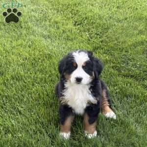 Tulip, Bernese Mountain Dog Puppy