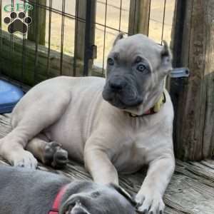 Yellow, Cane Corso Puppy