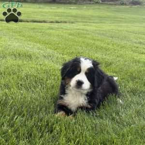 Tulip, Bernese Mountain Dog Puppy