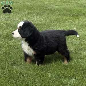 Tulip, Bernese Mountain Dog Puppy