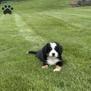 Tulip, Bernese Mountain Dog Puppy
