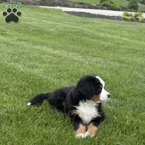 Tulip, Bernese Mountain Dog Puppy