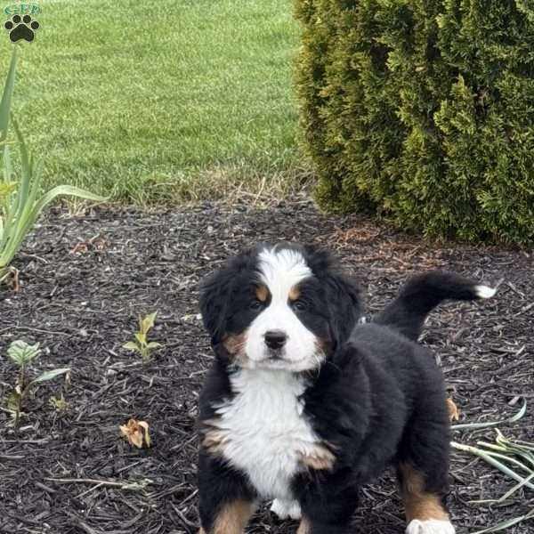 Tulip, Bernese Mountain Dog Puppy