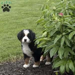 Tulip, Bernese Mountain Dog Puppy