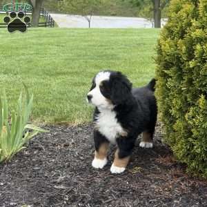 Tulip, Bernese Mountain Dog Puppy