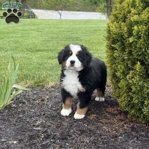Tulip, Bernese Mountain Dog Puppy