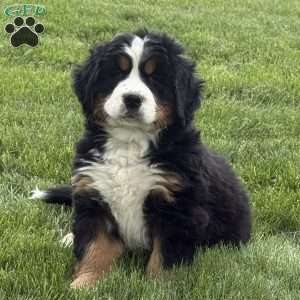 Beatrice, Bernese Mountain Dog Puppy