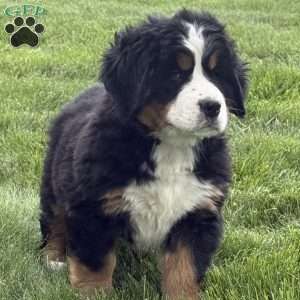 Beatrice, Bernese Mountain Dog Puppy