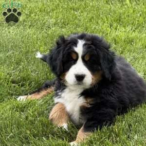 Beatrice, Bernese Mountain Dog Puppy